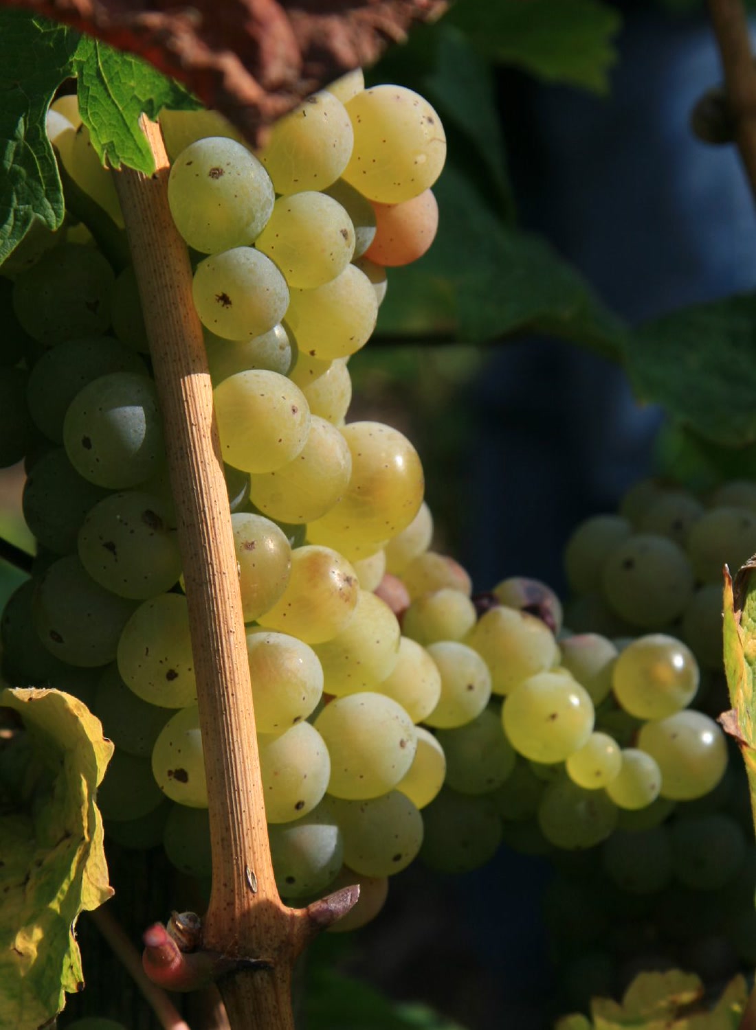 Coteau Blanc