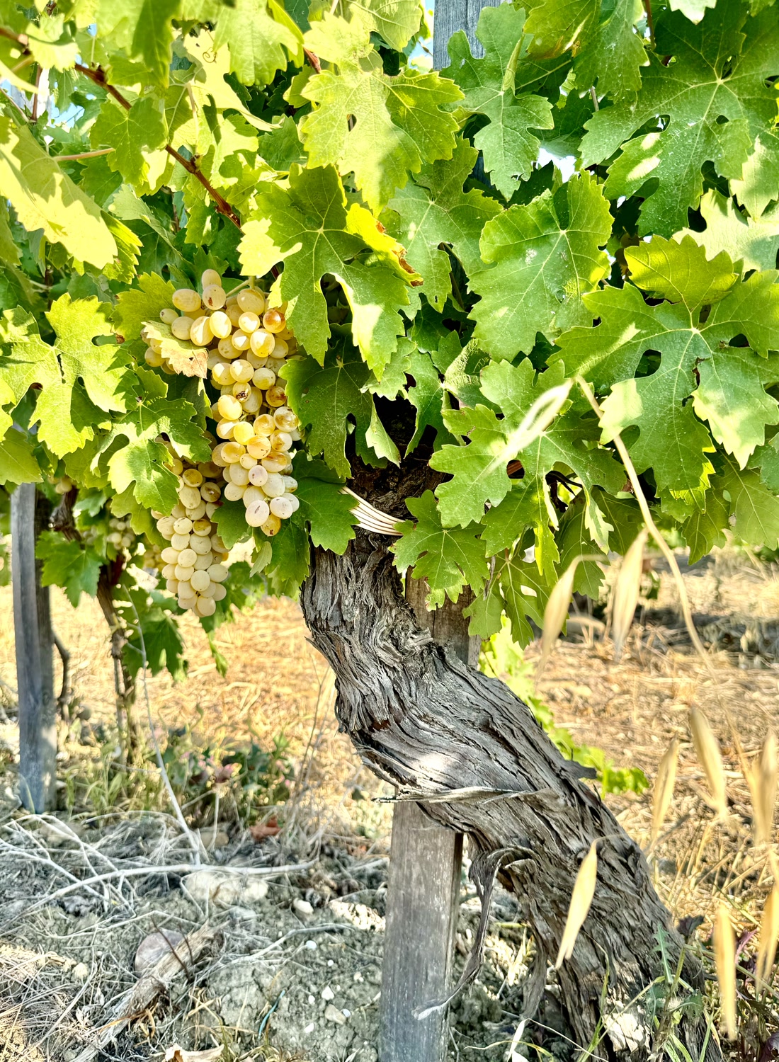 Les Vieilles Vignes